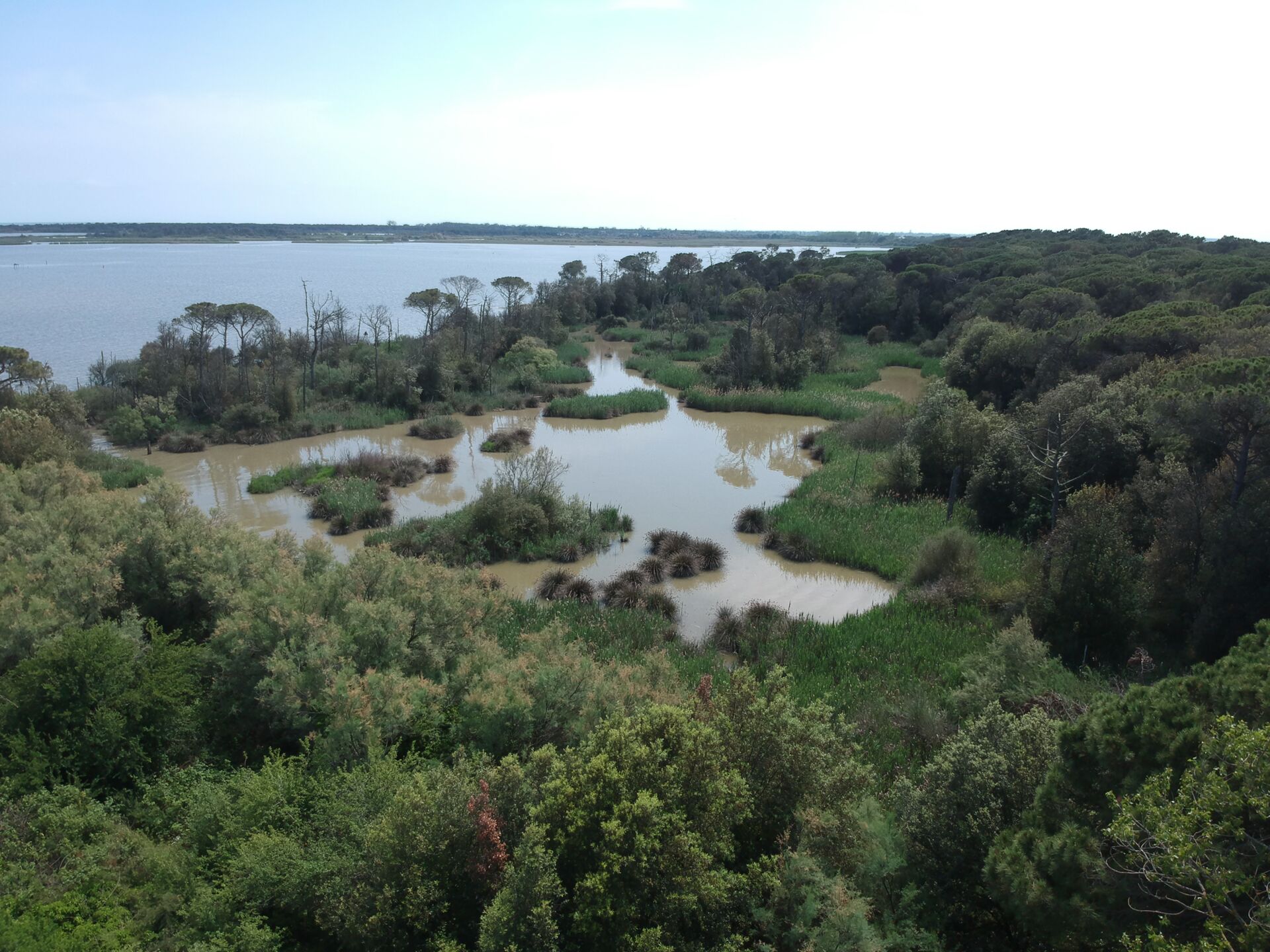Bosco della Mesola, presso il Lido di Volano