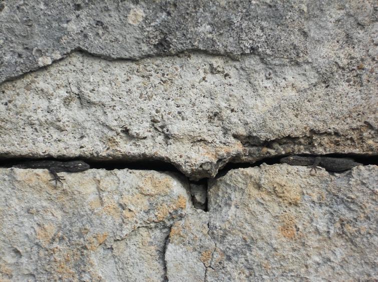 Two specimens of Kotschy&rsquo;s gecko (Mediodactylus kotschyi) in the cracks in the masonry of an old building near Martinafranca (Murge Tarantine, Apulia)