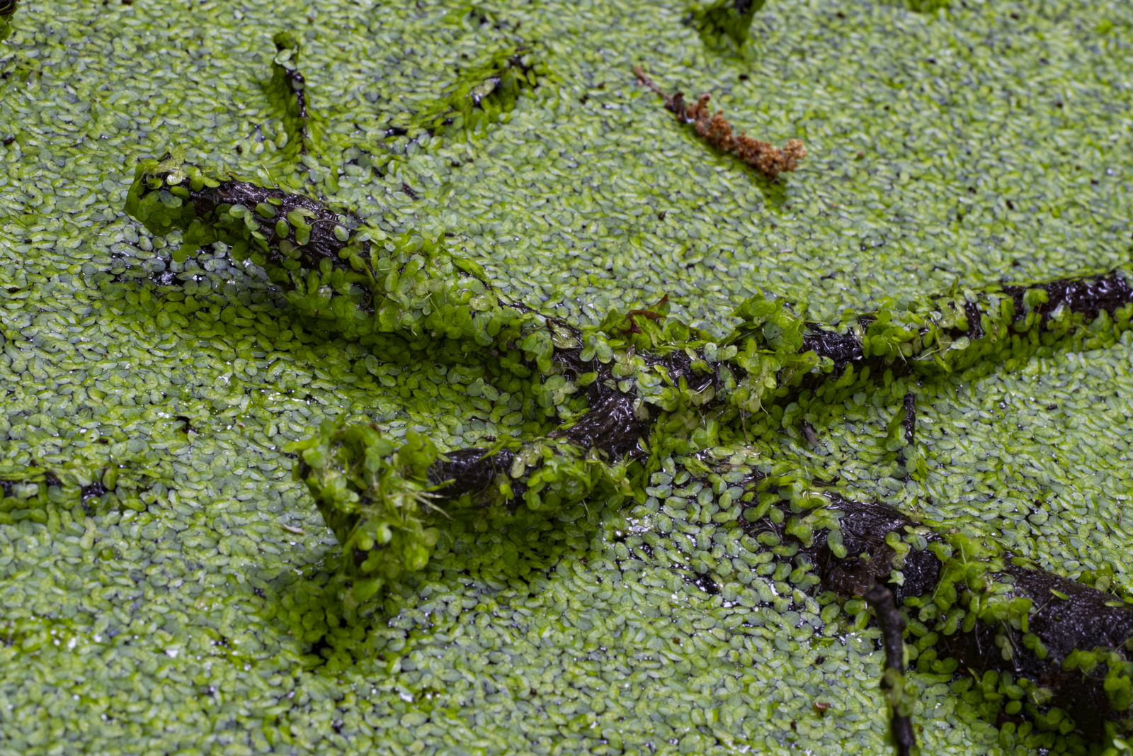 Duckweed,&nbsp;Bosco della Mesola