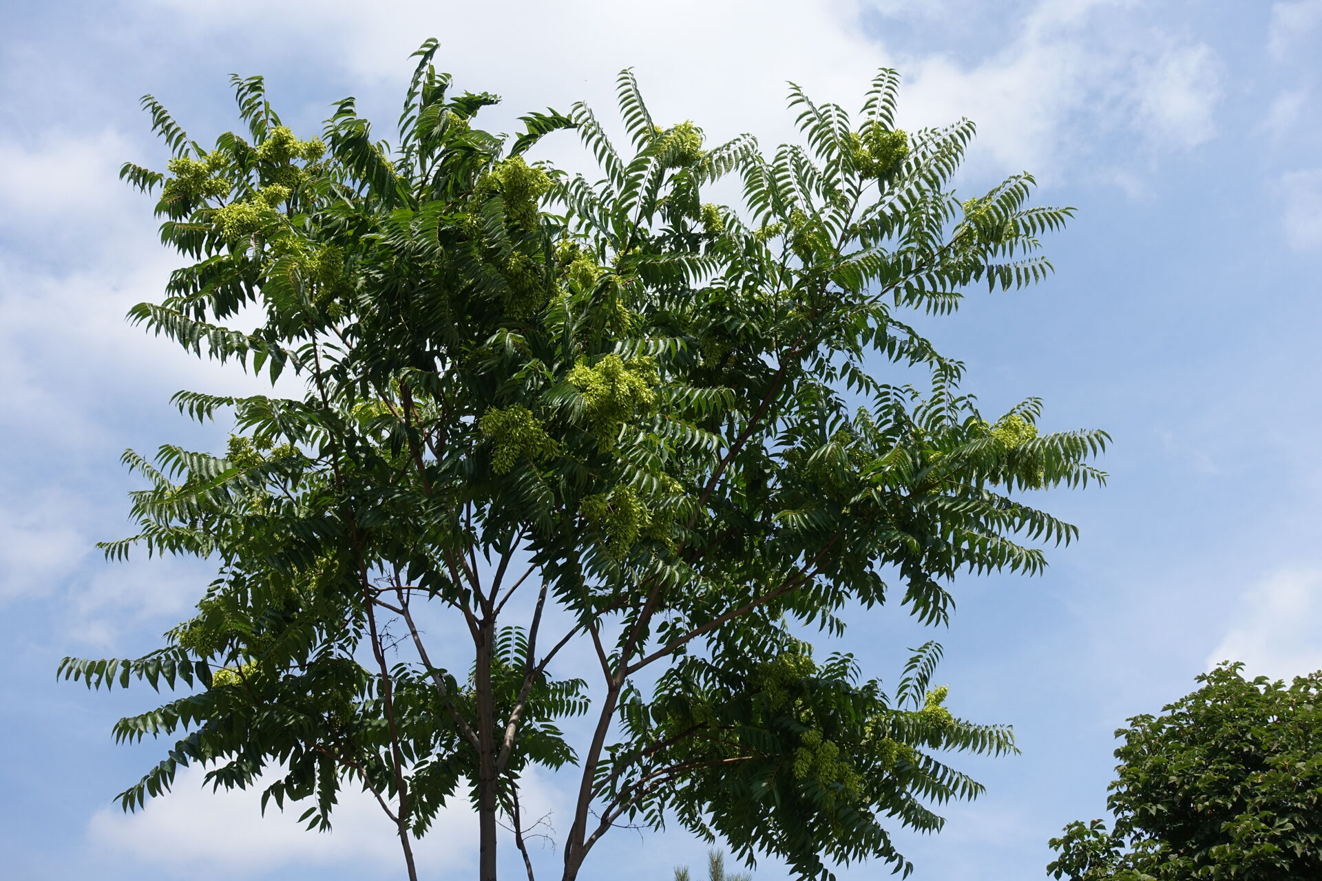 Ailanthus&nbsp;(Ailanthus altissima)