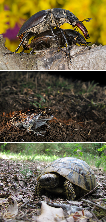 Lucanus cervus&nbsp;(mating),&nbsp;Pelobates fuscus,&nbsp;Testudo hermannii&nbsp;in Bosco della Mesola