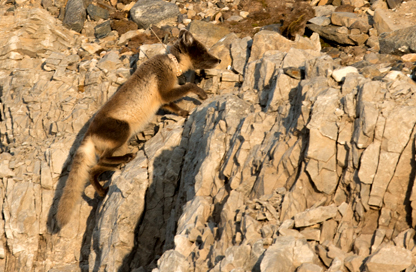 Volpe artica, Ny &Aring;lesund, (Svalbard)