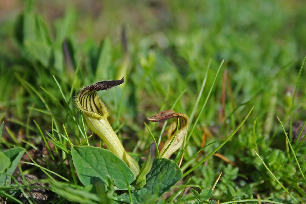 Aristolochia di Clusio (Aristolochia clusii)