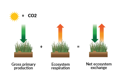 CO2 flux diagram.