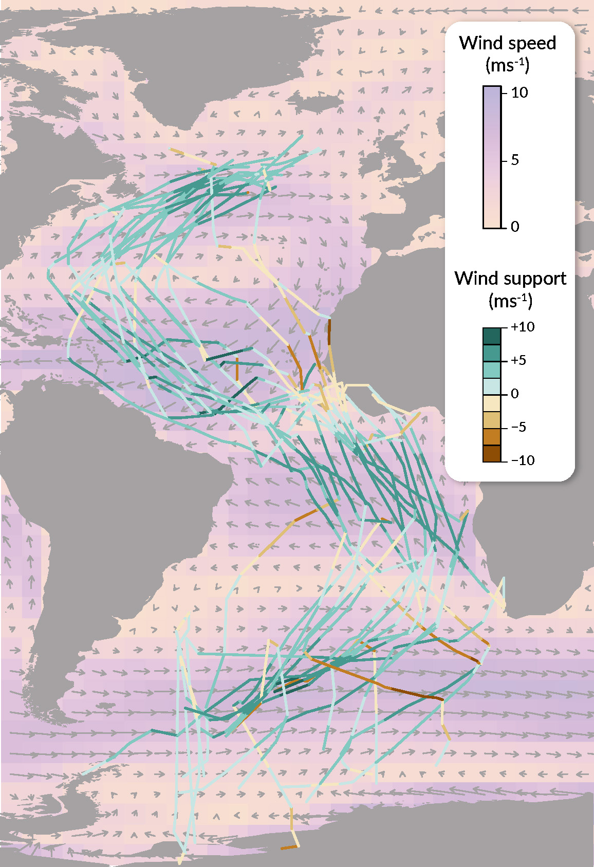 The map shows the migratory route of the Arctic Tern along the Atlantic in relation to two measured variables which are the wind speed and the wind support. The route perfectly follows the areas with the highest wind speed and thus obtaining the greatest support.