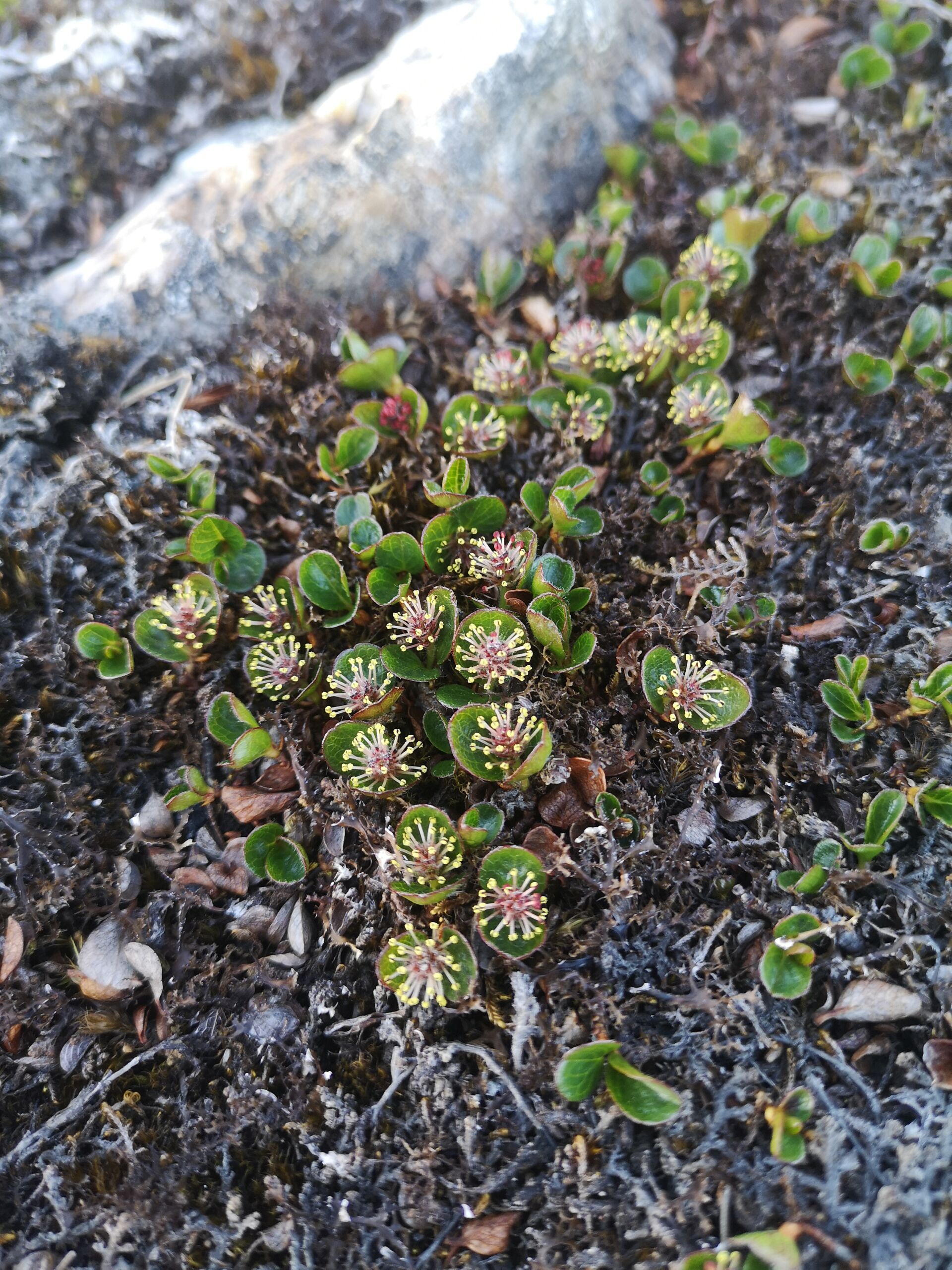 Salix polaris fiorita. Bayelva, Svalbard