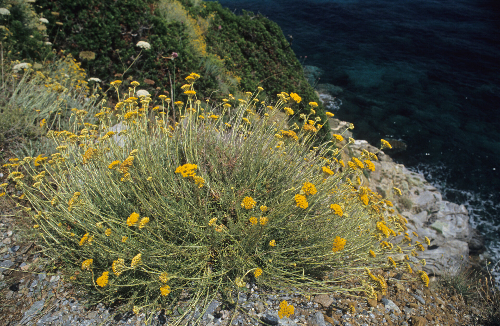Helichrysum italicum