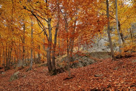 Le foreste montane