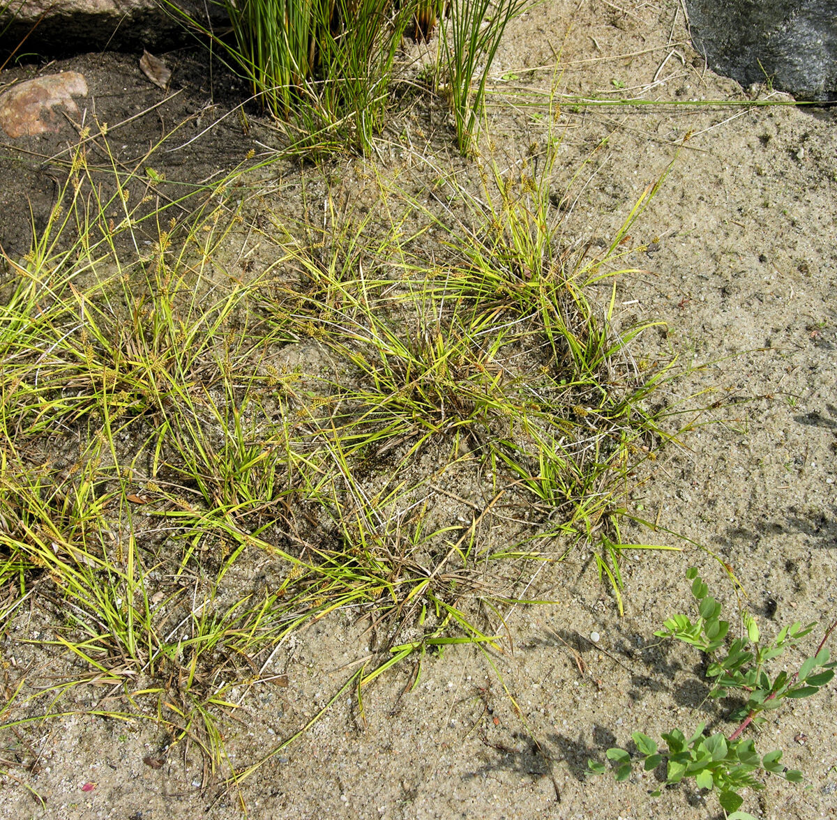 Carex puncata