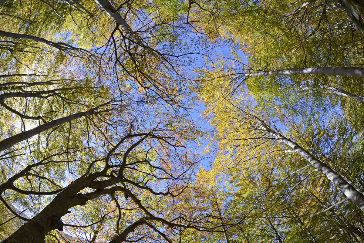 Faggeta, Gran Paradiso, Val Soana