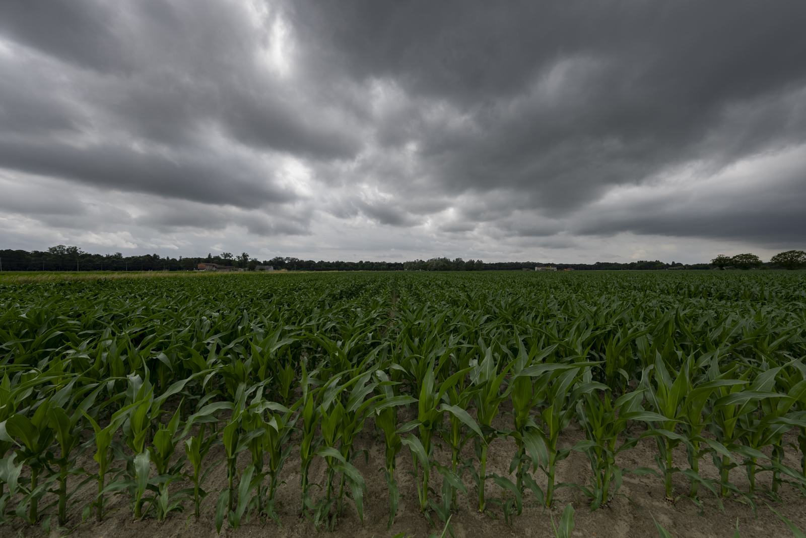 Coltivazioni di mais