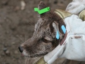 Una volpe artica con marche auricolari