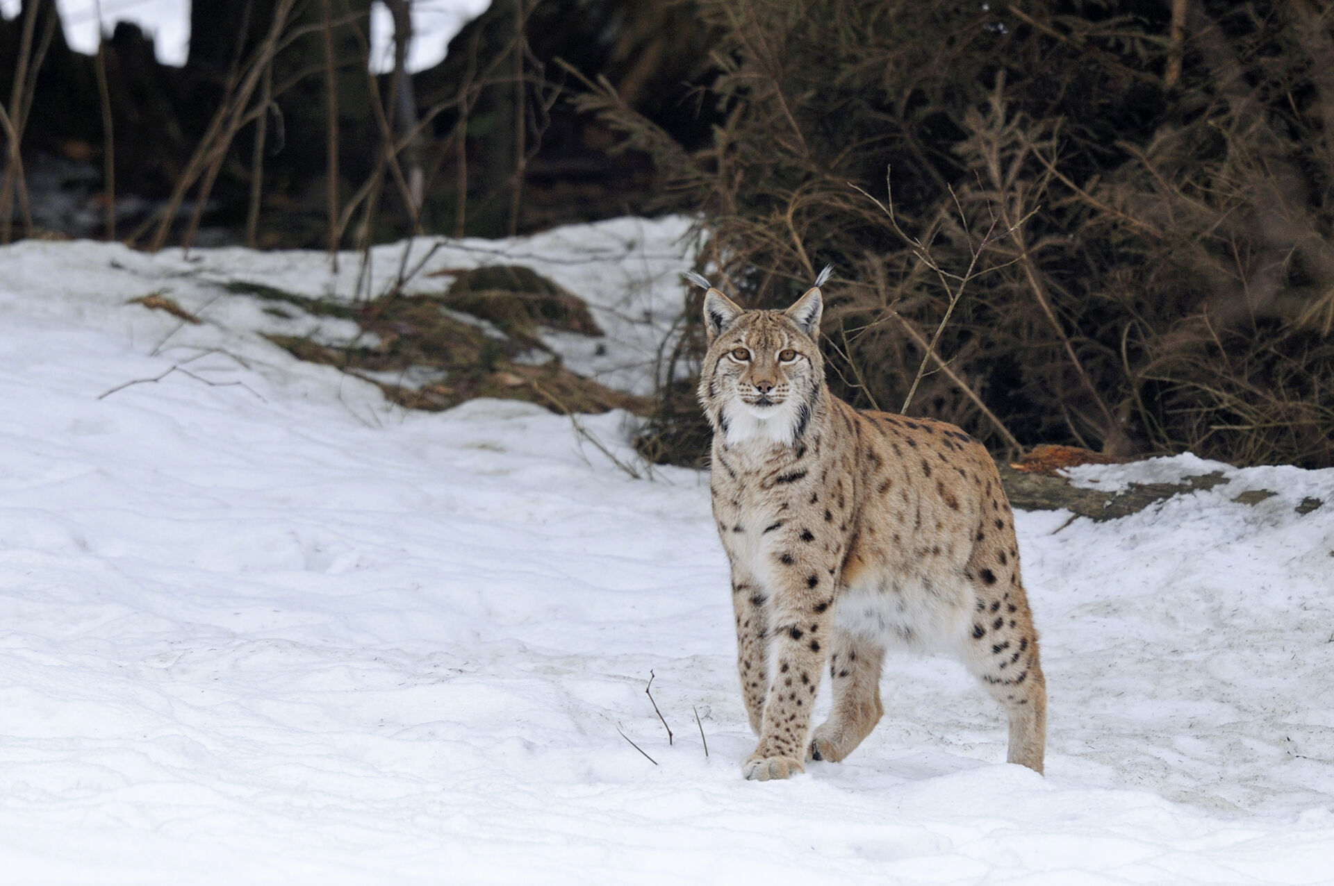 Lince