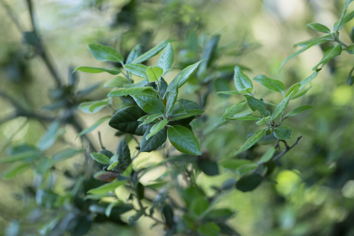 Leccio (Quercus ilex)