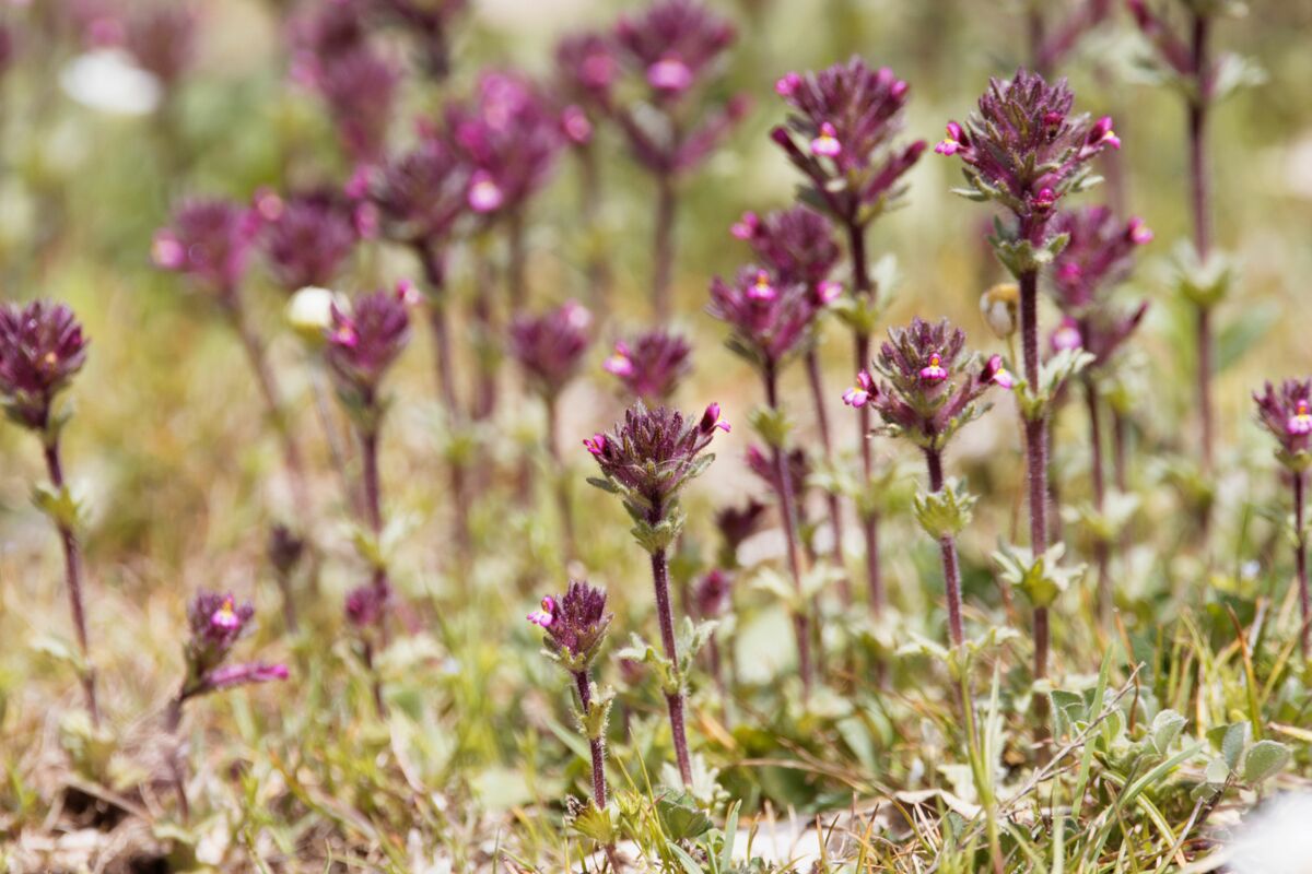 Broadleaf glandweed&nbsp;(Parentucellia latifolia)