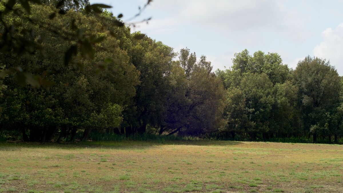 Bosco della Mesola, clearing