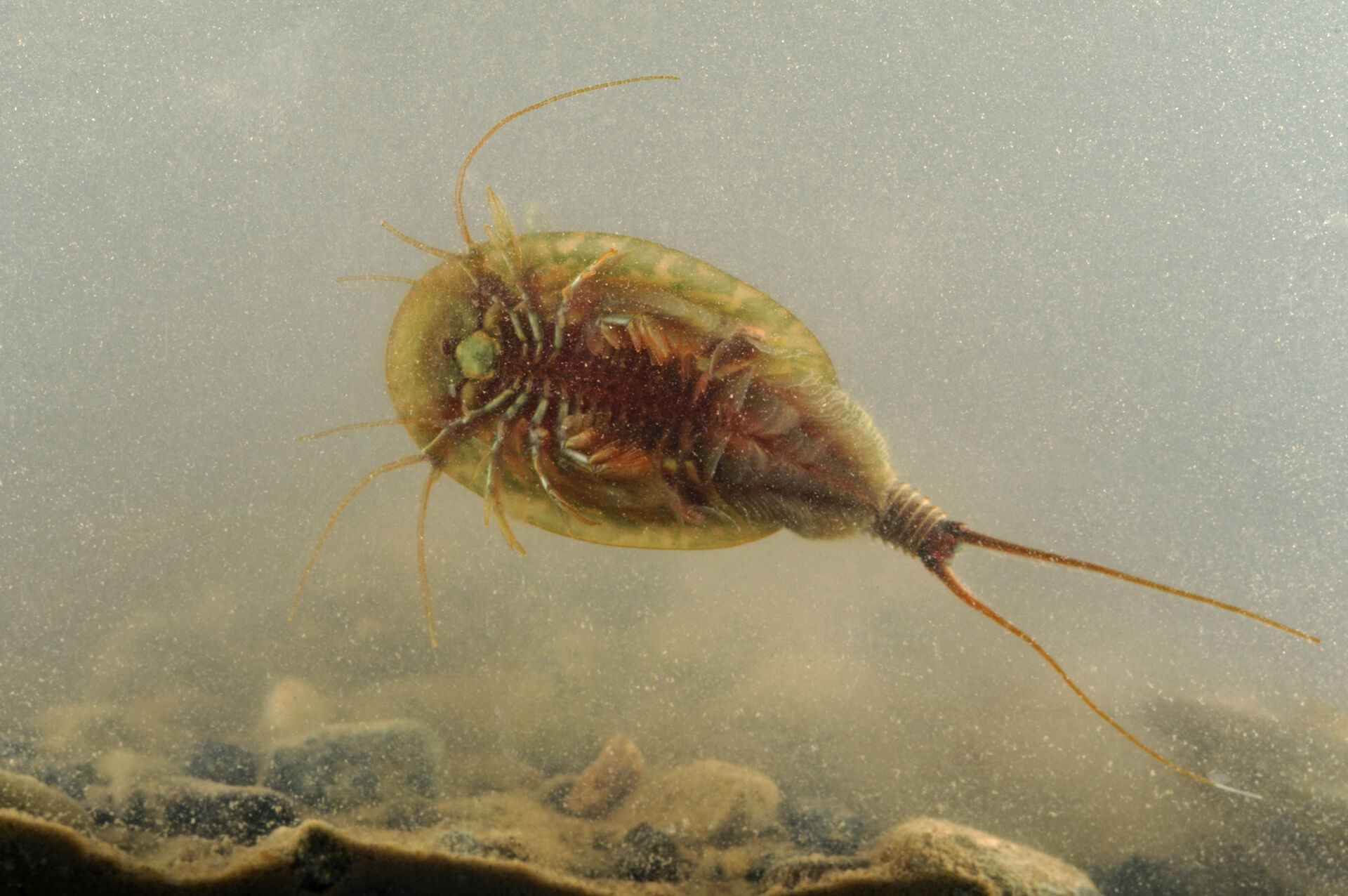 A notostracan (Triops cancriformis)