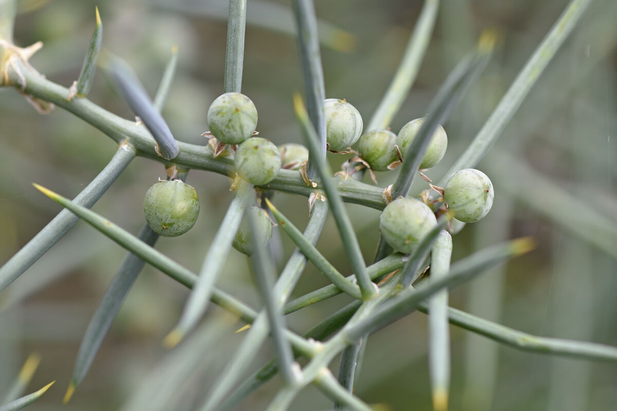 Asparagus horridus