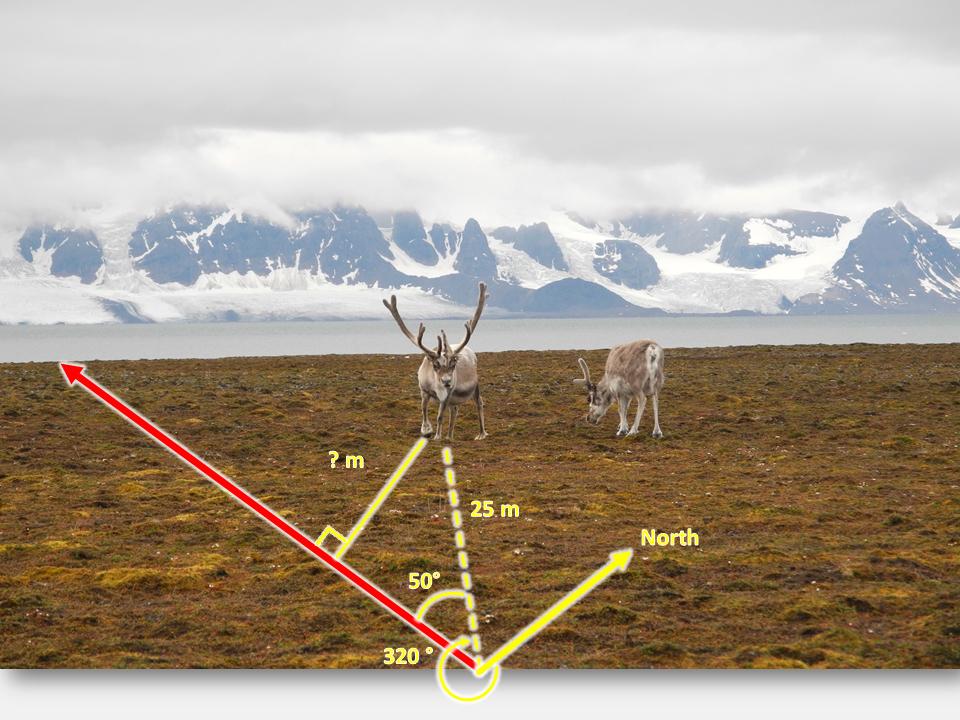 reindeerontransect
