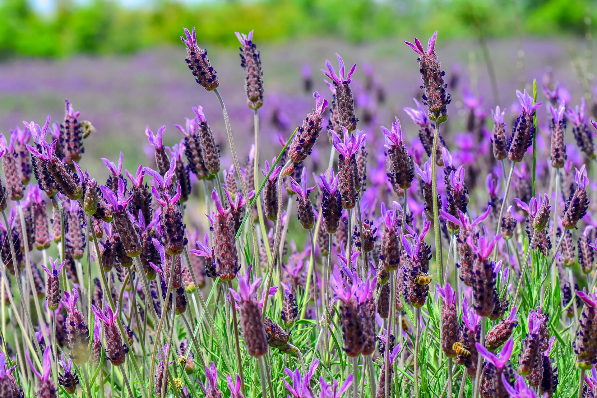 Lavender&nbsp;(Lavandula stoechas)