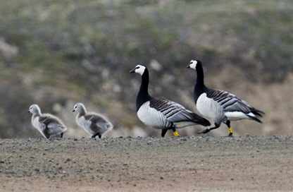 barnacle-geese-family-NYA-1070701