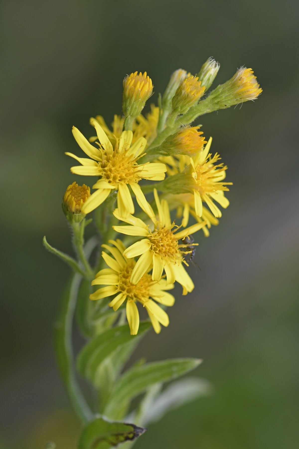 False yellowhead (Dittrichia viscosa)