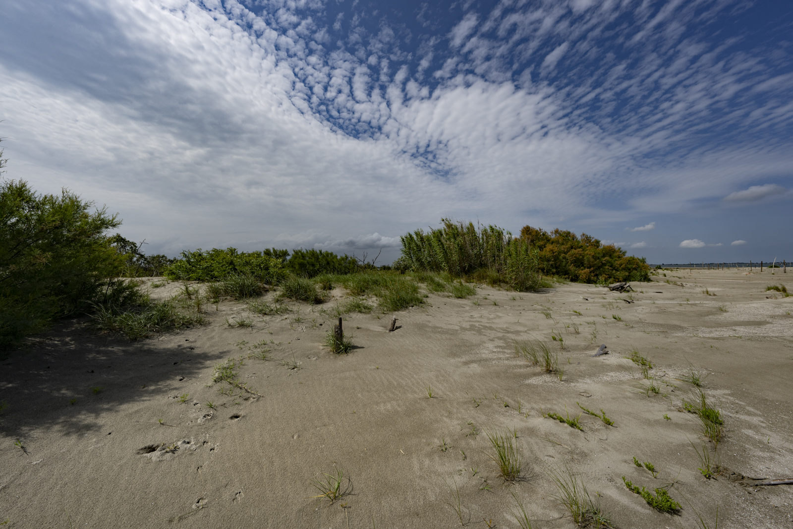 Ambienti dunali, Lido di Volano