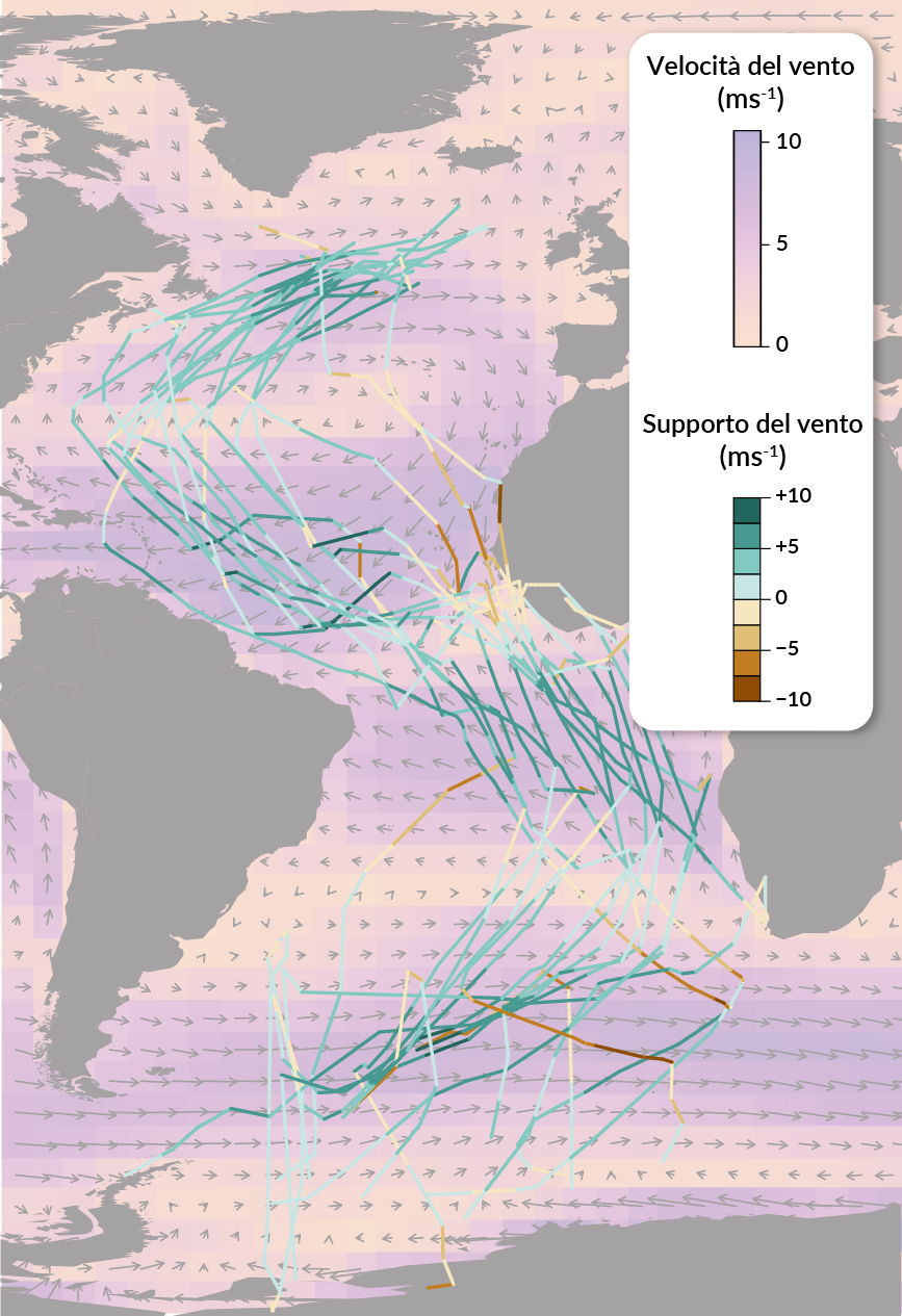 La mappa riporta la rotta migratoria della Sterna artica lungo l&rsquo;Atlantico in relazione a due variabili misurate che sono la velocit&agrave; del vento e il supporto del vento. La rotta segue perfettamente le aree con velocit&agrave; del vento maggiore e ottenendo cos&igrave; il supporto maggiore.