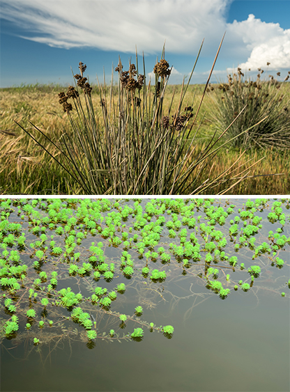 Spiny rush&nbsp;(Juncus acutus) and&nbsp;Myriophyllum