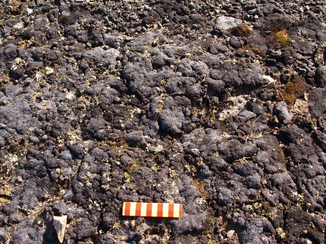 Biocroste ben sviluppate principalmente costituite da cianobatteri. Tarfala (Svezia). Riferimento 10 cm