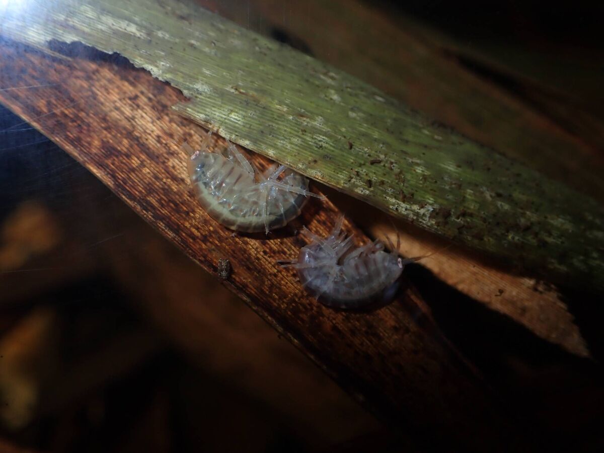 Echinogammarus