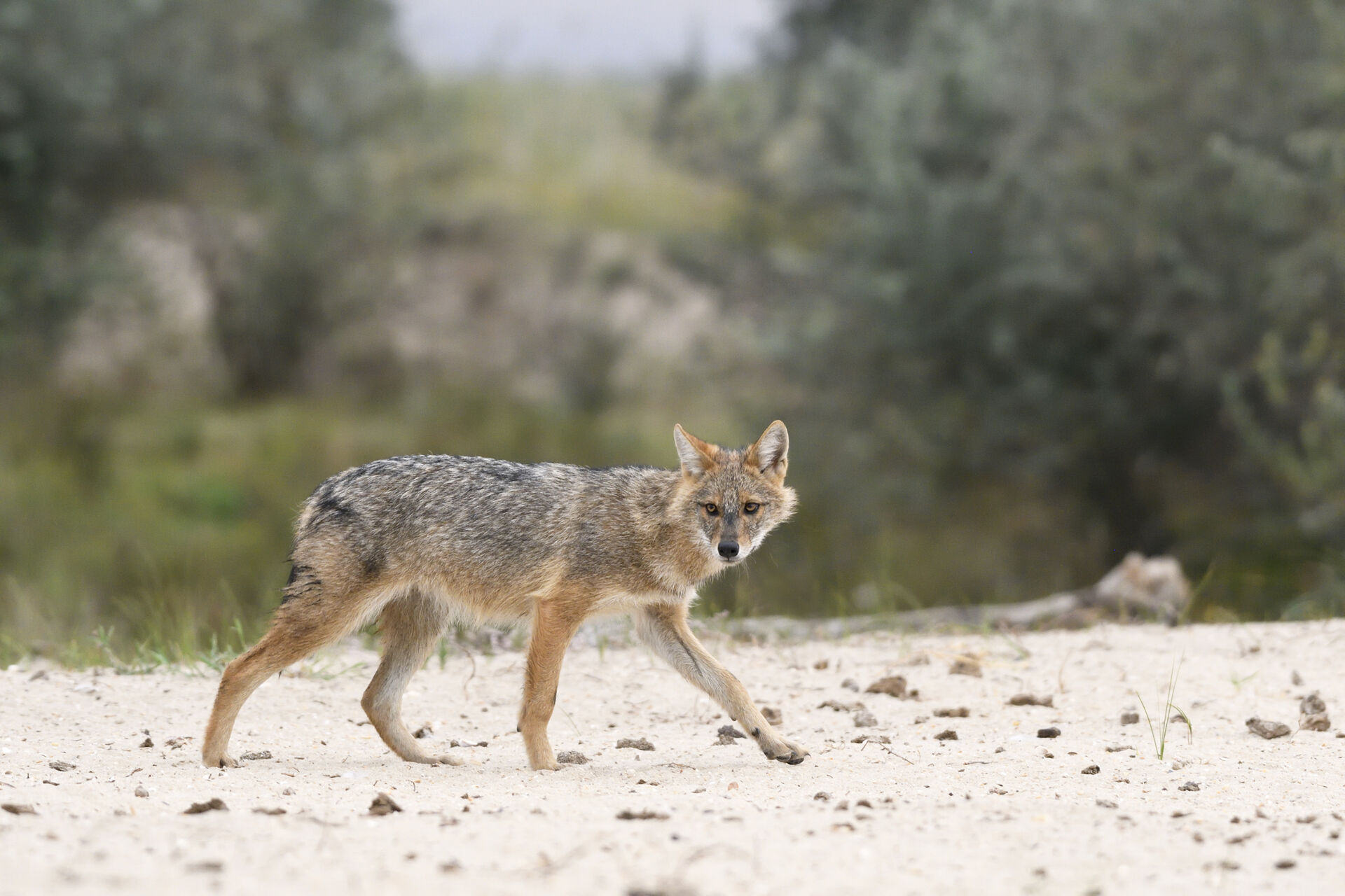 Sciacallo dorato, specie simbolo della recente colonizzazione di buona parte dell&rsquo;Europa continentale, Italia inclusa. Specie oramai presente in buona parte delle regioni del nord e centro Italia.