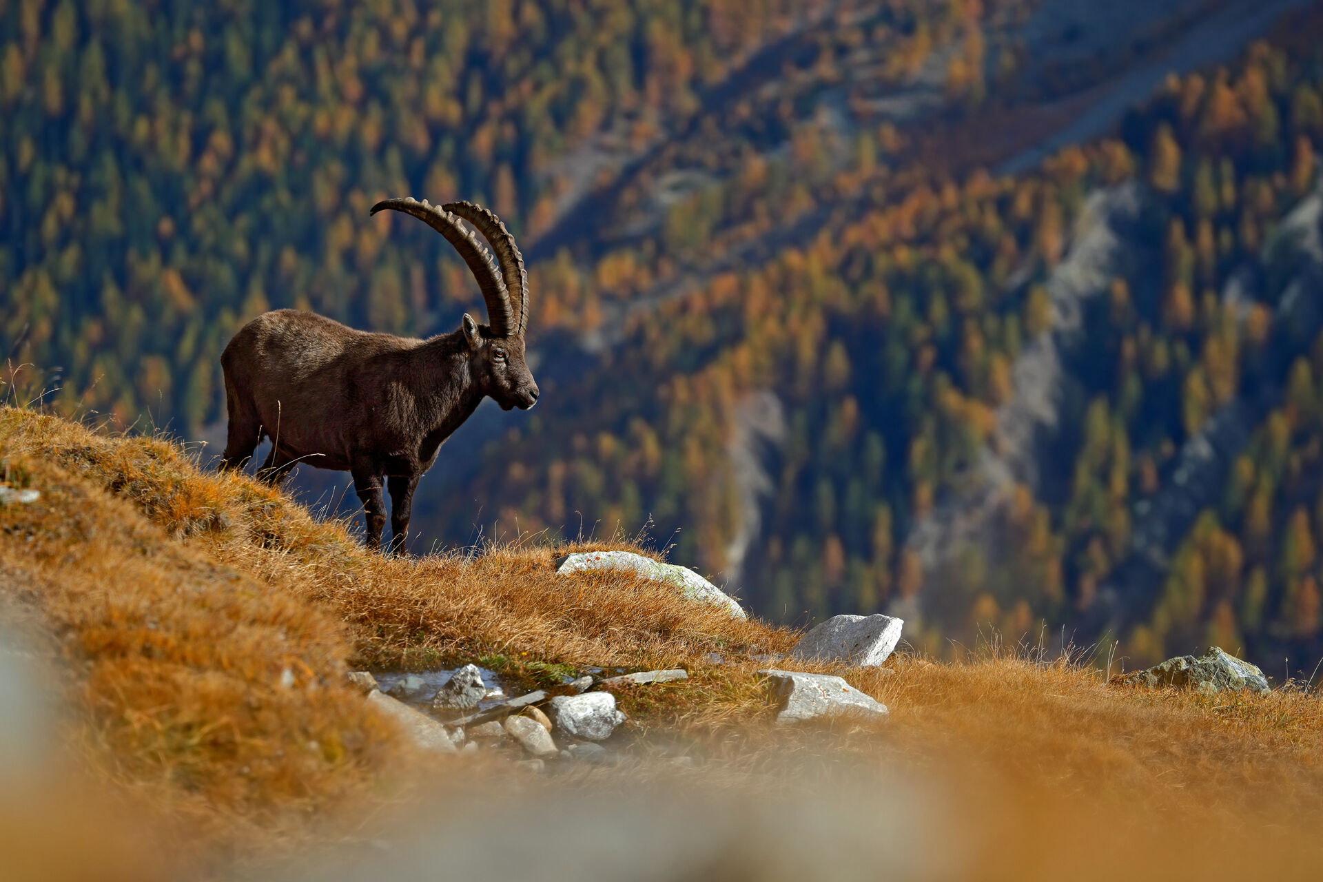 Stambecco, Parco Nazionale Gran Paradiso