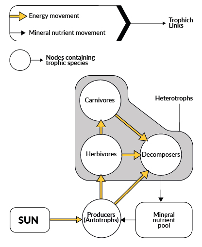 Diagram illustrating the relationships between the elements of the trophic chain in an ecosystem: the energy that comes from the sun is used by producers through photosynthesis, together with water and mineral nutrients present in the soil. The produced organic matter is consumed by herbivores heterotrophs, in turn nourishment for the carnivores, and both, once dead, nourishment for the decomposing organisms. The latter release nutrients into the soil making them available again to the producers so that the cycle can start again.