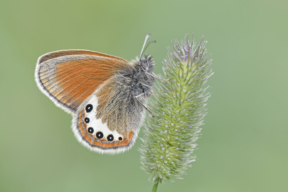 Alpine Heath (Coenonympha gardetta), Parco Nazionale Gran Paradiso