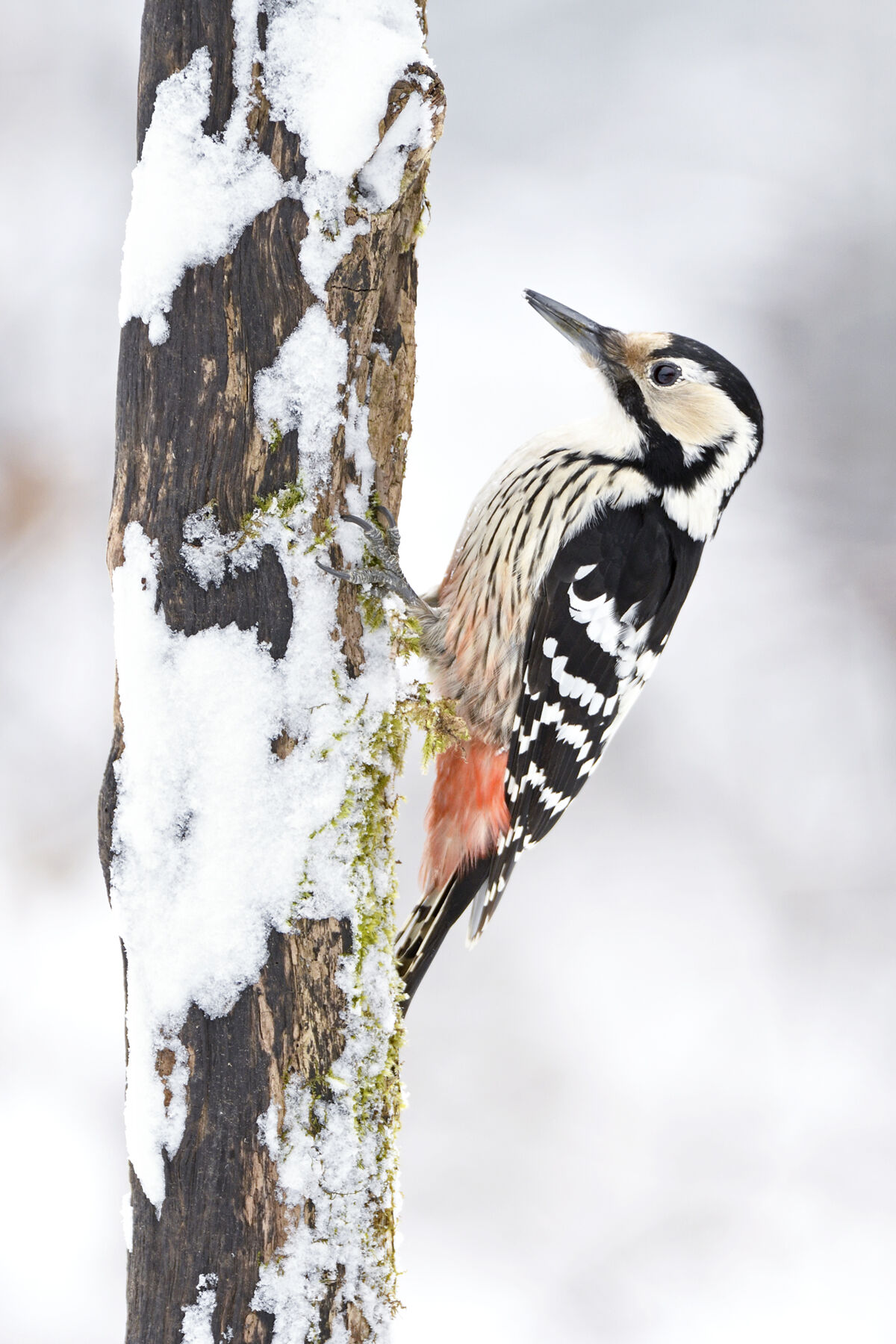 Picchio dalmatino&nbsp;(Dendrocopos leucotos)