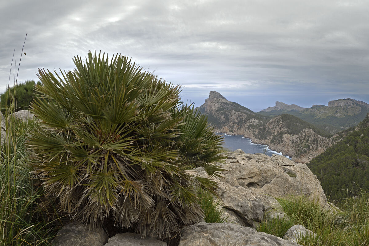 The only other autochthonous palm in Europe with Phoenix theophrasti is the Mediterranean dwarf palm (Chamaerops humilis)