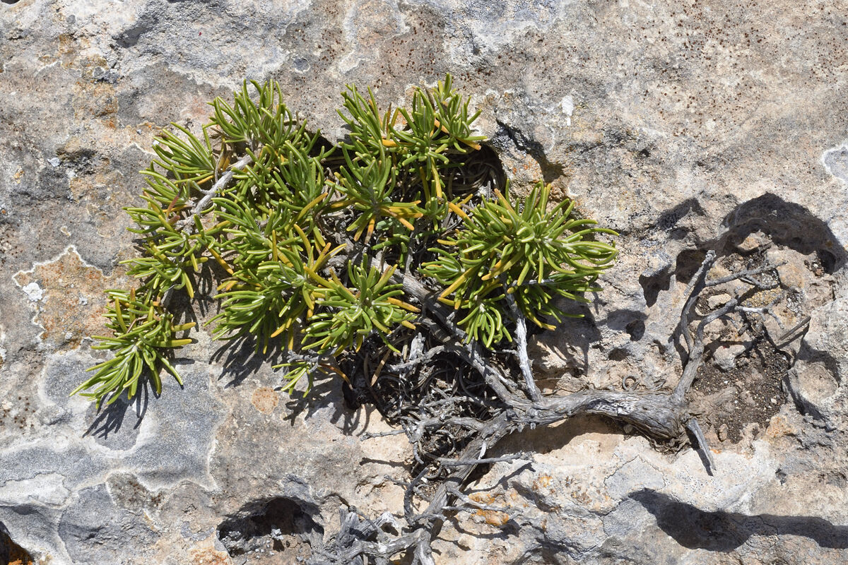 Rosemary (Salvia rosmarinus)