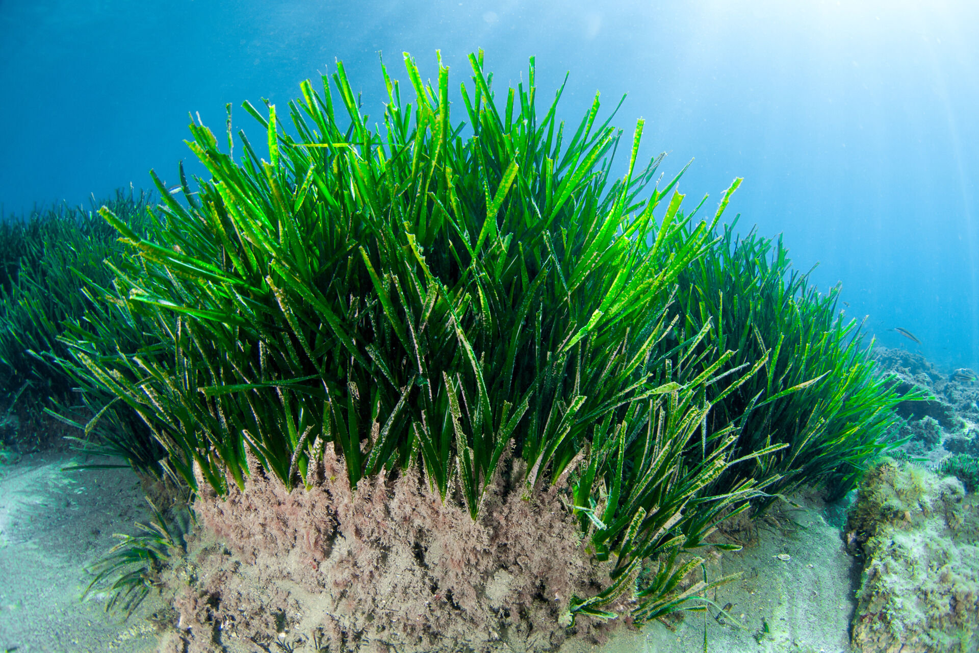 Posidonia oceanica