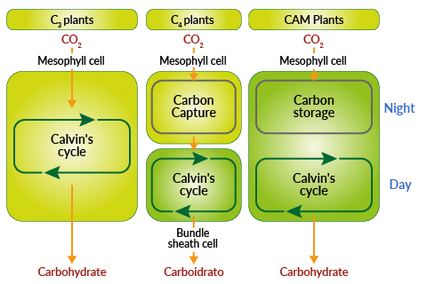 CO2 absorption scheme&nbsp;&nbsp;&nbsp;