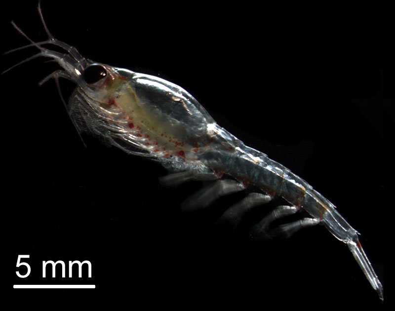 Thysanoessa inermis, a species of Arctic krill belonging to the Euphausiidae family