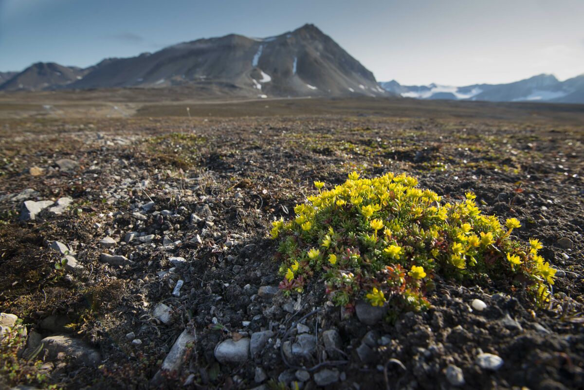 Bayelva_saxifraga-gialla_LR-6027