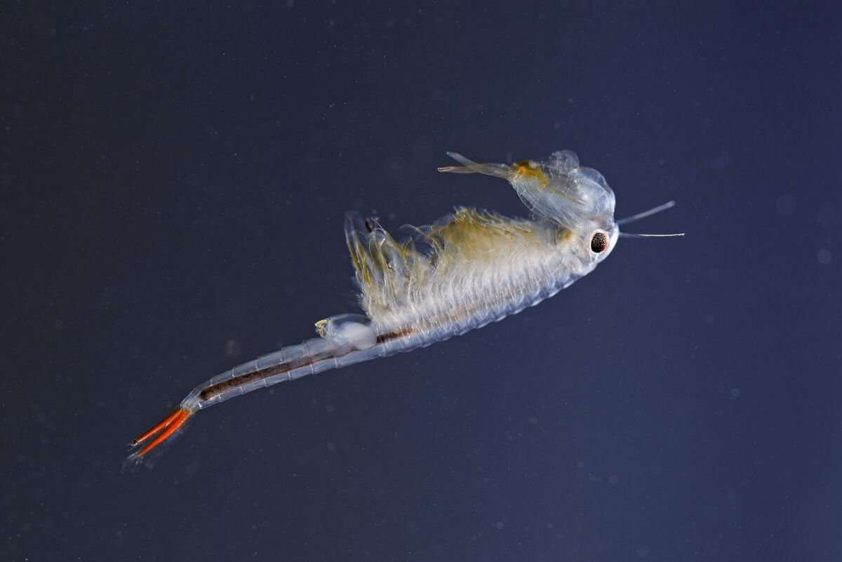 An anostracan&nbsp;(Chirocephalus diaphanus)