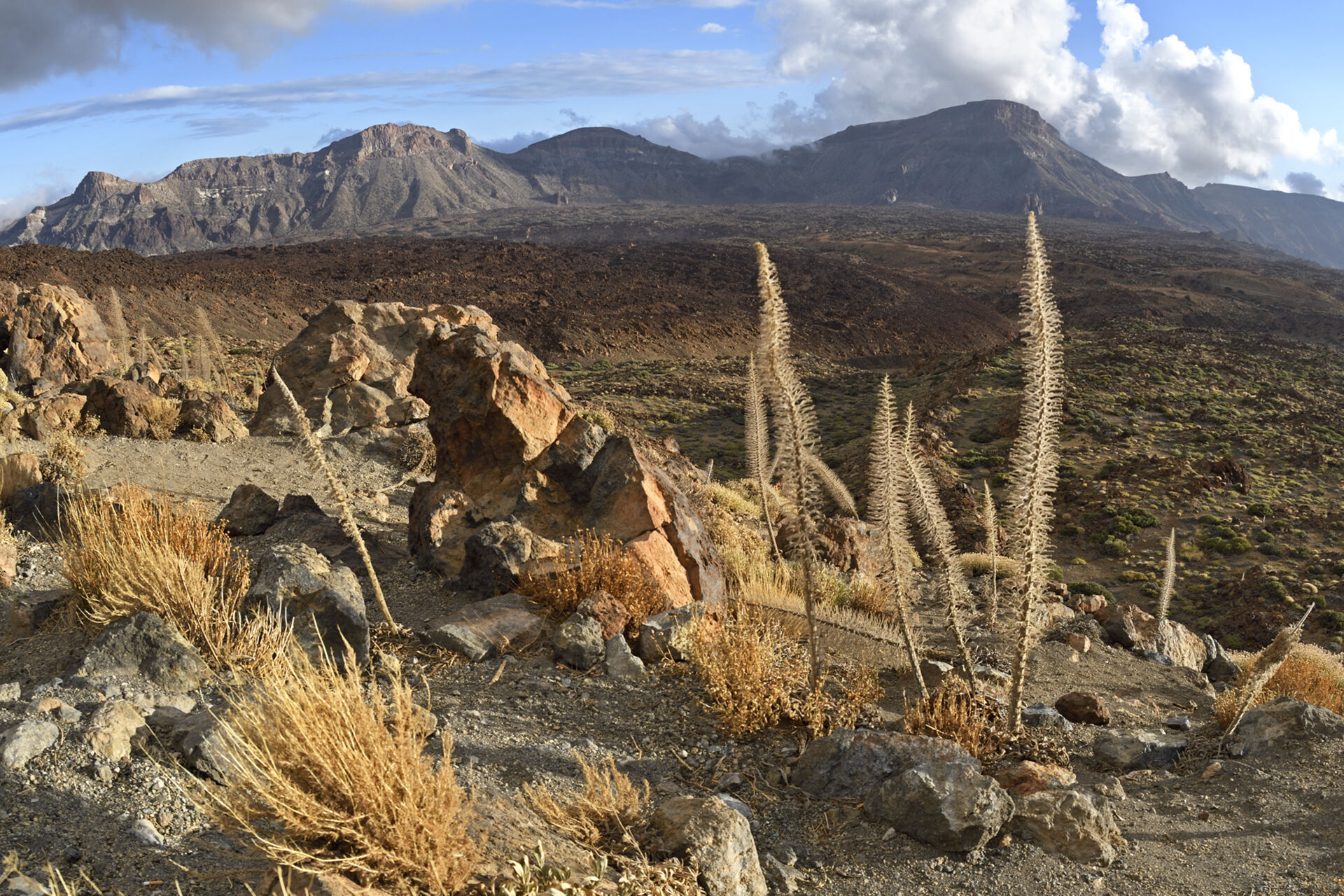 Paesaggio &ldquo;arso&rdquo; con Echium wildpretii, Tenerife