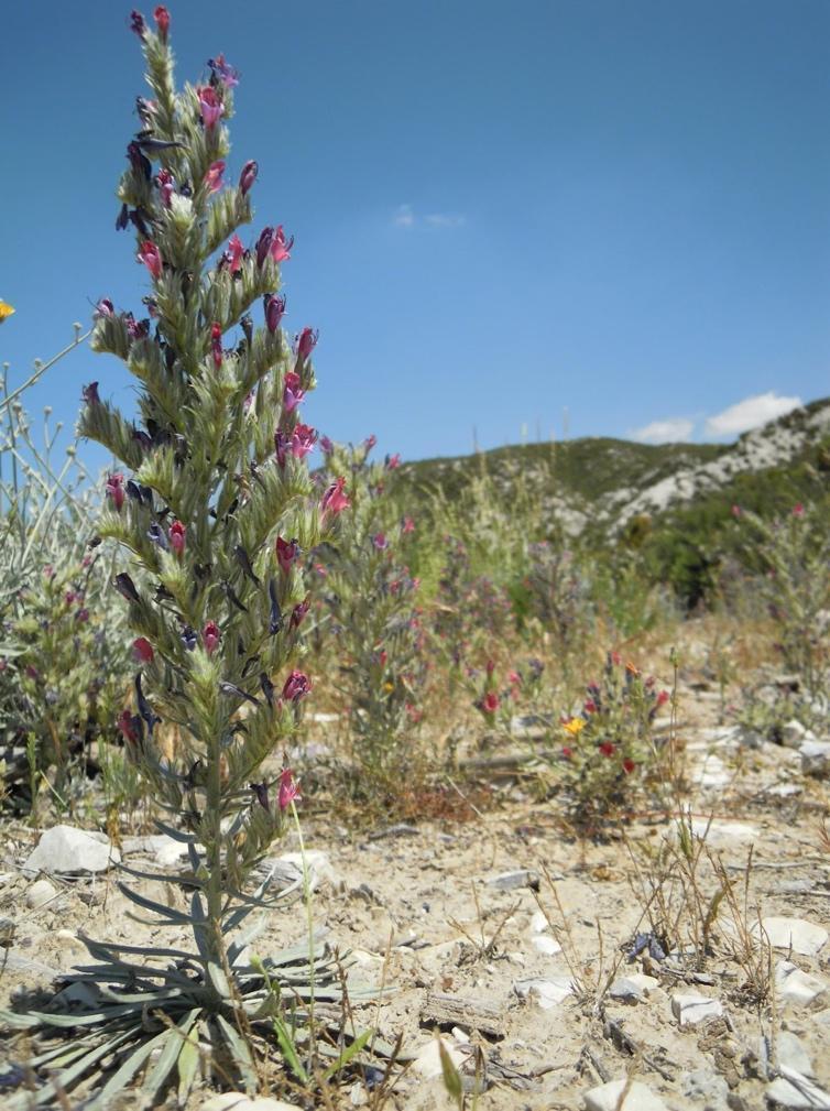 White-leaved bugloss (Echium albicans) on chalk deposits in Puertos de los Blancares, Andalusia (southern Spain)