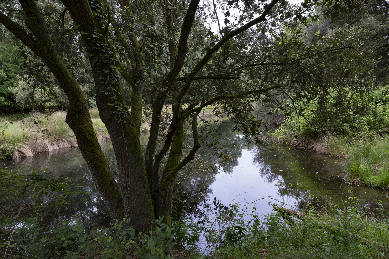 Evergreen oak and hollow