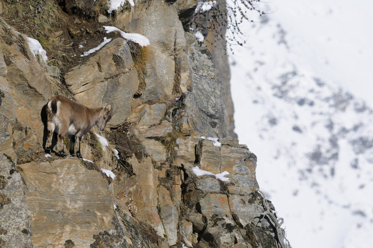 Stambecco alpino, Gran Paradiso