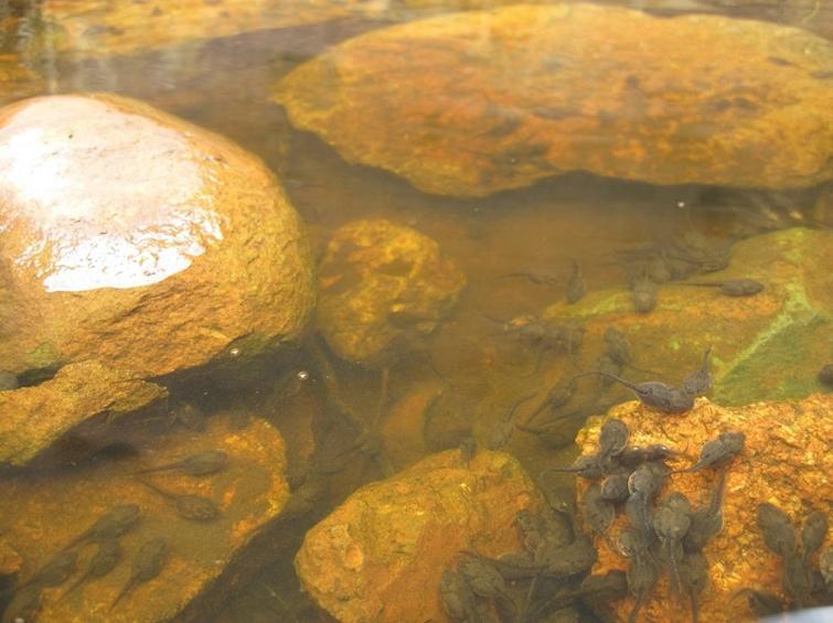 Litoria maini tadpoles in a temporary pool in the rocks of Kata Tjuta in the Australian outback