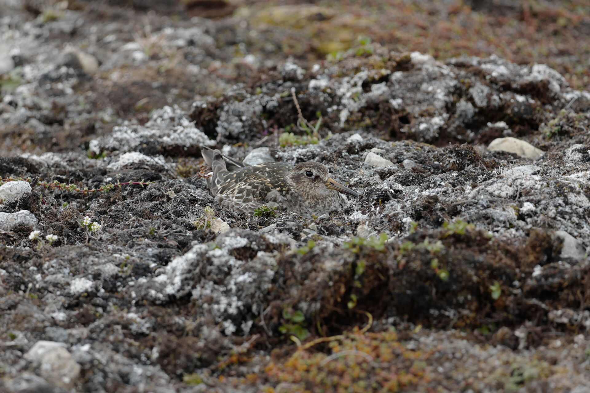 Riesci a individuare il piovanello violetto? Ny &Aring;lesund (Svalbard). July 2021