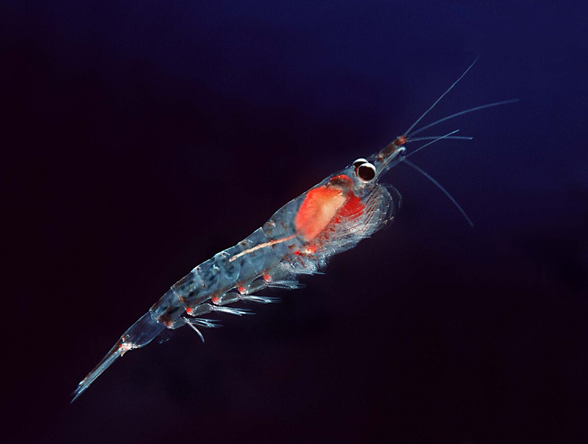 Meganyctiphanes norvegica, a species of Arctic krill belonging to the Euphausiidae family.